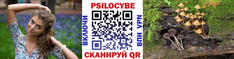 MEGA зеркало сколько стоит Чегем маркетплейс как зайти Псилоцибиновые грибы Psilocybe